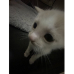 mochiisssz