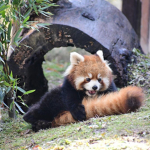 Red Panda Club :D