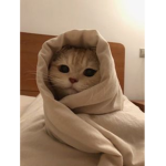 Widzowie radojones