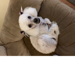 The DOGS and the CATS and the BUNNY’S AND animal