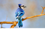 XD BlueJay