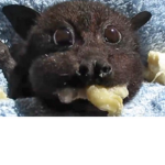 Bats house