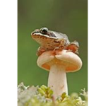 Froggy and Mushroom