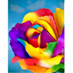 Rainbow x rosee