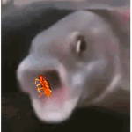 Fishys onlyyyyyy