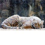 Tiger ########## Academy