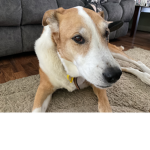 MY DOG MOLLYS GROUP
