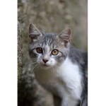 CAT TEAL