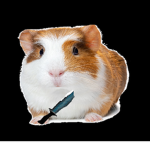 The Guinea Pigs!