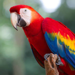 TheParrot1O1
