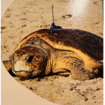 The Turtle community X