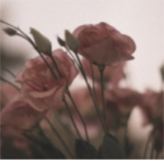 The Rose Garden Group