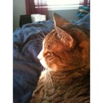 ###### with Cats!!!
