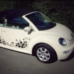| BEETLE LOVERS |