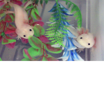 Axolotl Fan Club!!!