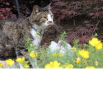 My cats group