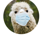Lama time