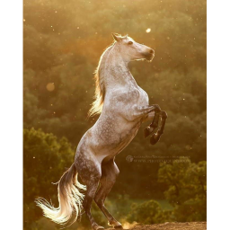 Flutter Away Stables