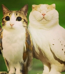 the fluffy_wolfs