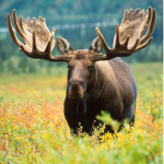#moose gang