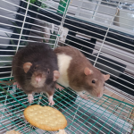 ~<RAT TAILS TOGETHER>~