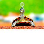 The turtle team.