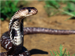 The Snake Lover Group