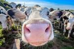 Hype Dancing Cows