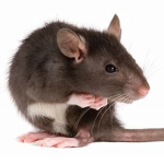 the rats of breaking point