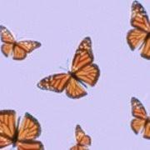 My Lovely Butterfly’s