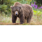 Bear Creation Studios