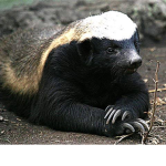 Badger Studio's