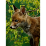 The fox kit squad