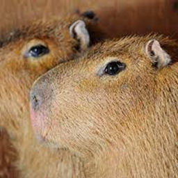 Capybara's Easy Obby