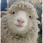 SHEEPZz