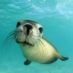 Seal tool [Test]