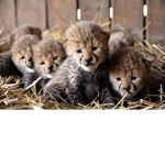 Awesome Cheetah Group