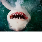 Shark priests church