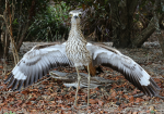 Somga bird