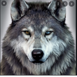 wolfmaster4127's Place icon