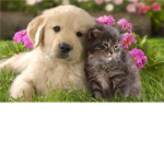Animal Abuser haters~♪☮♫