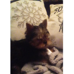 ChilliXAmy