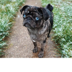 We Love Pugs!!!