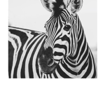 Zebra Time Fam