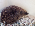 Hedgehog Savers