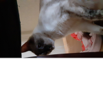 My cat is scary
