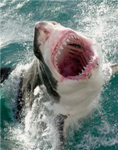 SAVE THE SHARKS THEY DONT MEAN TO ATTACK US