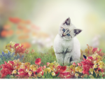 I love cats and wolfs