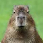 Cool Capybara’s