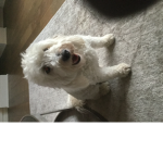 How many people love dogs?